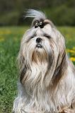 SHIH TZU 233